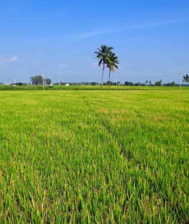 Buy_Farm_land_punjab5-1024x683
